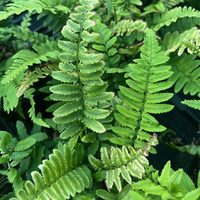 Dryopteris atrata